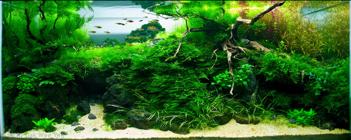 Akvarium CO2-system vist i en plantet tank